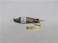 藏品(輝椋鳥)的圖片